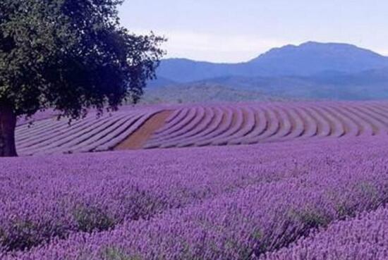 薰衣草怎么修剪，薰衣草的修剪方法