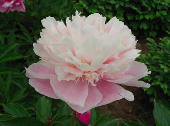 芍藥花的養(yǎng)殖方法，老農(nóng)總結最實用八大養(yǎng)殖方法