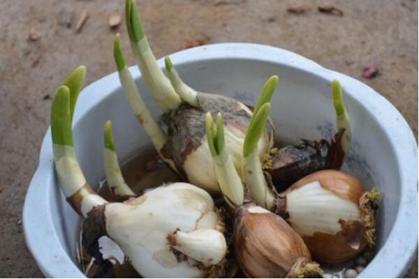 水仙開花后怎么處理，這樣做可以年年開花