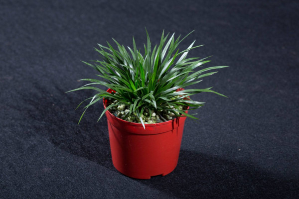 金錢菖蒲的養(yǎng)殖方法，做好以下4點(diǎn)是關(guān)鍵