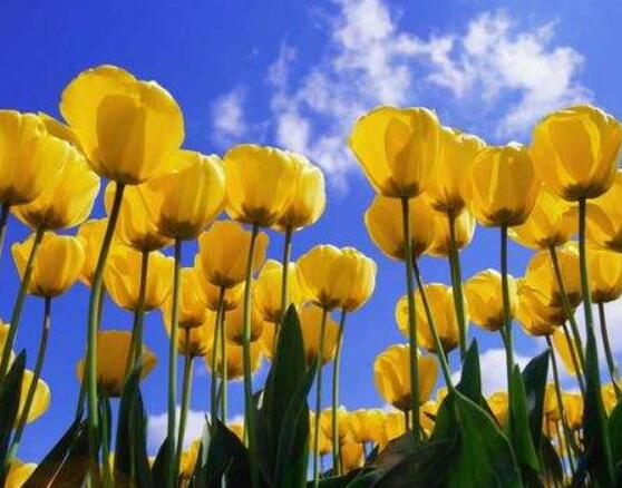 郁金香的花語及傳說，代表著愛的表白、永恒的祝福