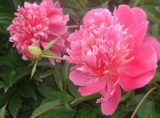 盆栽芍藥花的養(yǎng)殖方法，五個(gè)要點(diǎn)幫你生長(zhǎng)的青翠碧綠