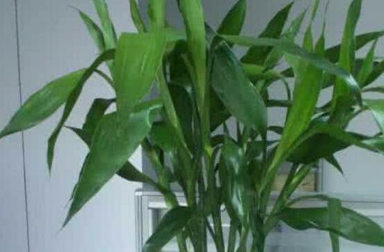 富貴竹葉子黃了怎么辦，四種原因及解決辦法