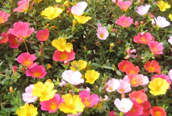 太陽花是不是向日葵，不是/而是一種極具觀賞性的植物