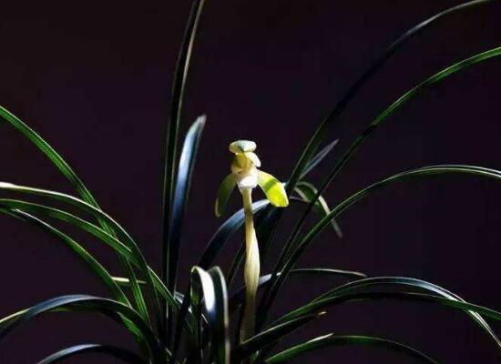 蘭花花期，不同品種不同開花期(一年開多次)