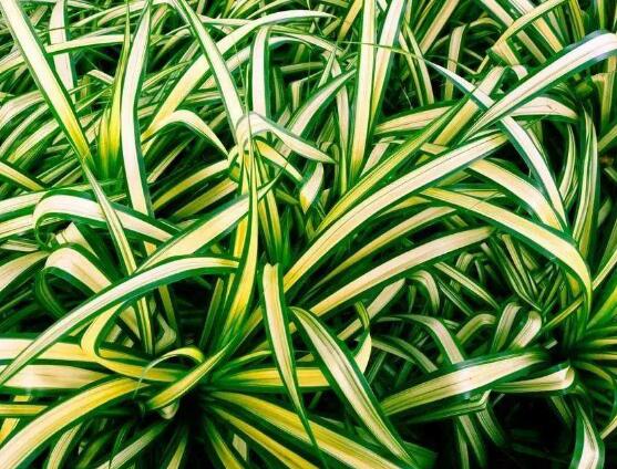 金心吊蘭的養(yǎng)殖方法及注意事項(xiàng)，9種方法幫你把金心吊蘭養(yǎng)爆盆