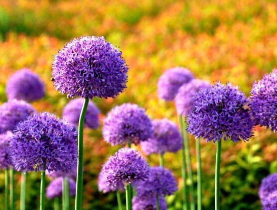 風(fēng)信子的水培方法，簡(jiǎn)單易學(xué)的四大水培基本步驟