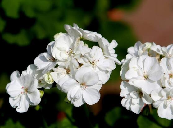 天竺葵有毒嗎，天竺葵可以放在臥室養(yǎng)嗎