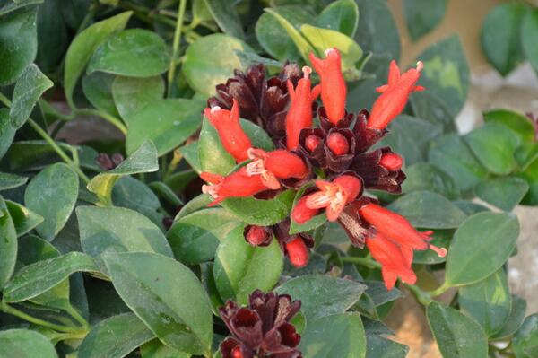 口紅吊蘭水培方法，4步即可完成口紅吊籃的水培