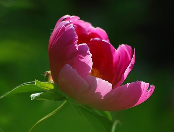 牡丹花怎么養(yǎng)最簡單，做好簡單五個步驟即可(花大色艷)