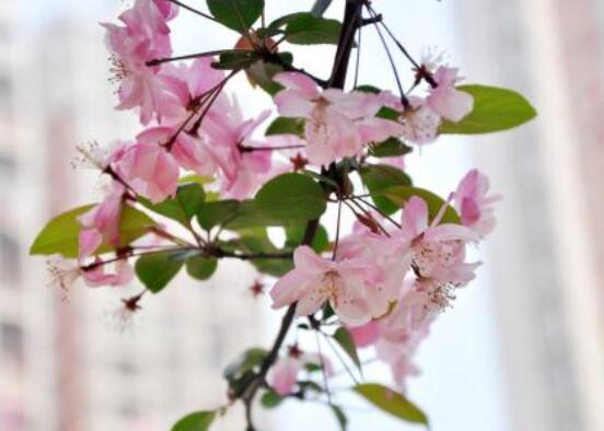 海棠花有幾種，欣賞六種最美麗的海棠花