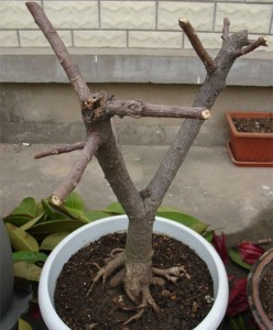 橡皮樹(shù)的修剪方法