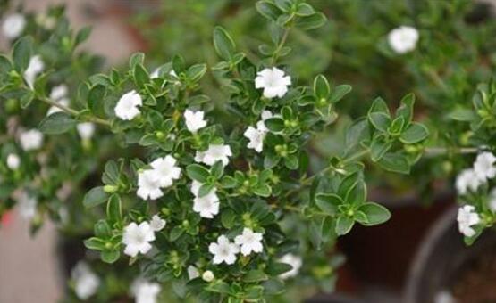 六月雪盆景怎么養(yǎng)，六月雪盆景養(yǎng)殖方法