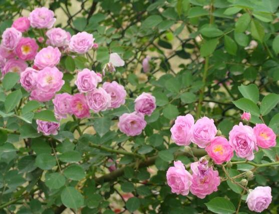 薔薇花種子怎么種，盤點薔薇花種子種法