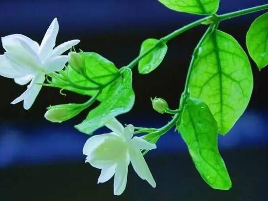 茉莉花的養(yǎng)殖方法和注意事項，老農(nóng)總結最實用八大養(yǎng)殖方法