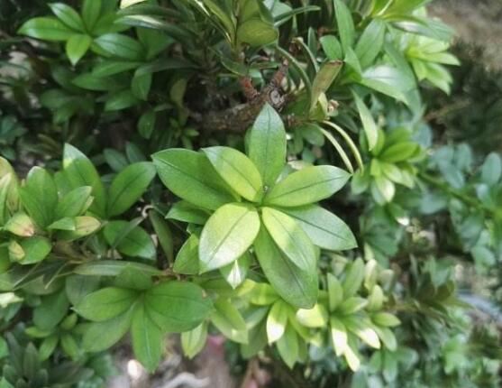 羅漢松品種，盤點(diǎn)羅漢松最珍貴的五大品種