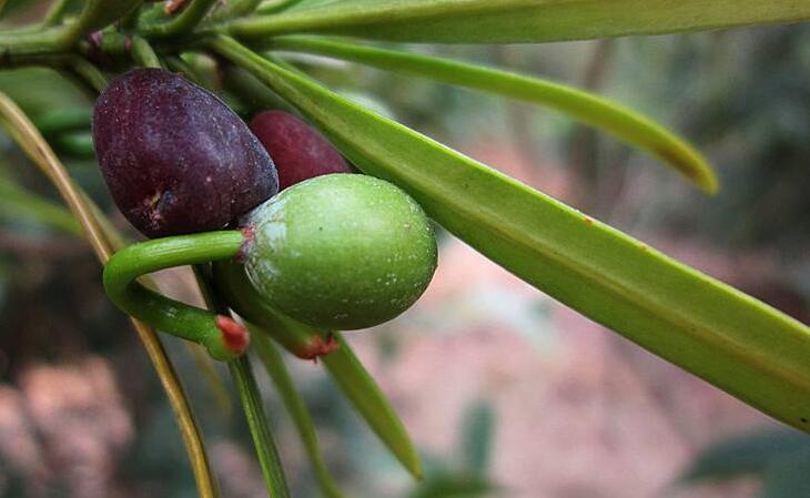 羅漢松果泡酒的方法，制作過程的4步驟