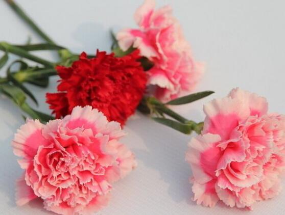 石竹和康乃馨的區(qū)別，三種辨別方法(株高/葉片/花序)