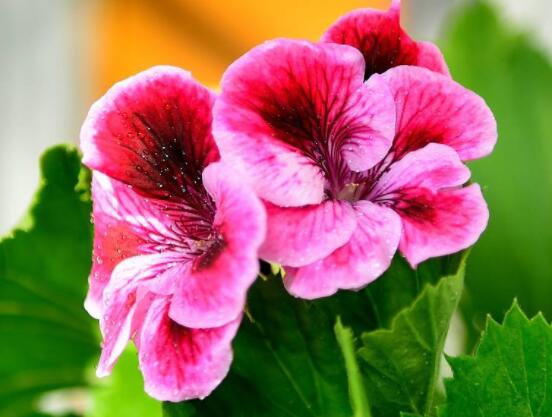 天竺葵的養(yǎng)殖方法，老農(nóng)教你八大基本養(yǎng)殖要點