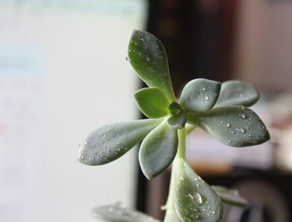 寶石花有毒嗎，無毒且對痛風(fēng)有著很好的治療效果