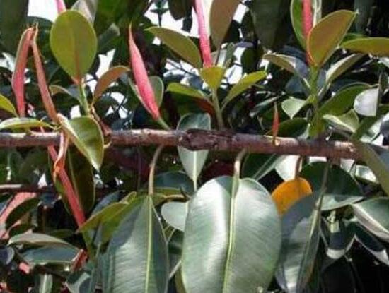 橡皮樹葉子下垂怎么辦，四種原因以及解決辦法