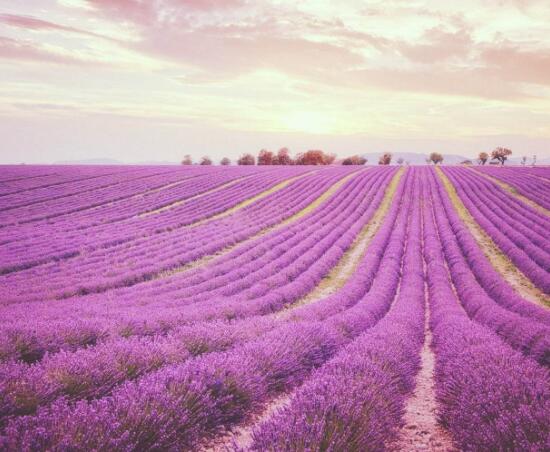 薰衣草代表什么意思，薰衣草花語是什么/等待愛情