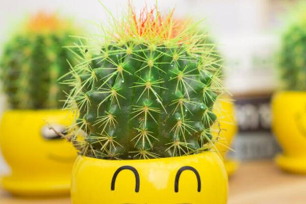 金虎仙人球變黃怎么辦，多半是澆水、溫度、光照三個(gè)方面沒做好