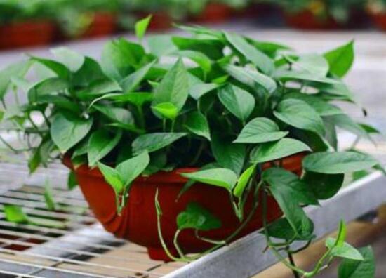 綠蘿爛根是什么原因，綠蘿爛根怎么辦