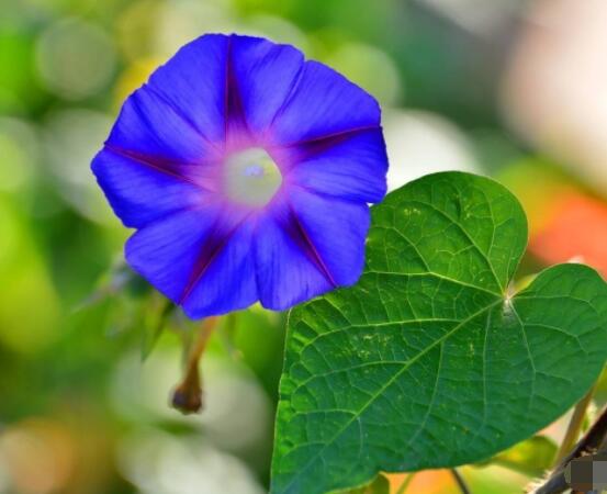 牽?；ㄊ裁醇竟?jié)開花，每年的夏秋開花(6-10月)