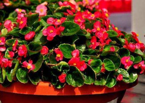 海棠花有多少種，盤點(diǎn)最好看的六大種類