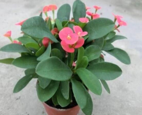 虎刺梅花期多少天，一年四季均可開花(養(yǎng)殖得當(dāng))