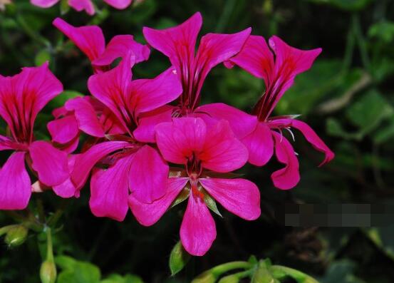 天竺葵爛根怎么辦，天竺葵爛根解決辦法