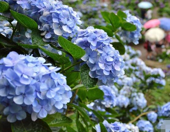 繡球花可以放在臥室嗎，不能/誤食導(dǎo)致嘔吐不止、呼吸減弱