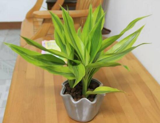 富貴竹可以土養(yǎng)嗎，富貴竹怎么土養(yǎng)