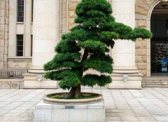 羅漢松施什么肥好，羅漢松施餅肥、糞肥最好