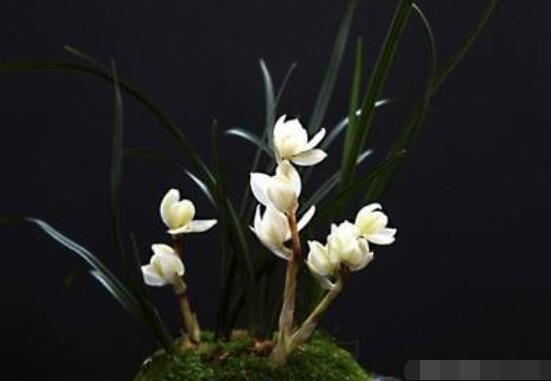 蘭花哪個(gè)品種最好，素冠荷鼎天價(jià)難買(鎮(zhèn)園之寶)