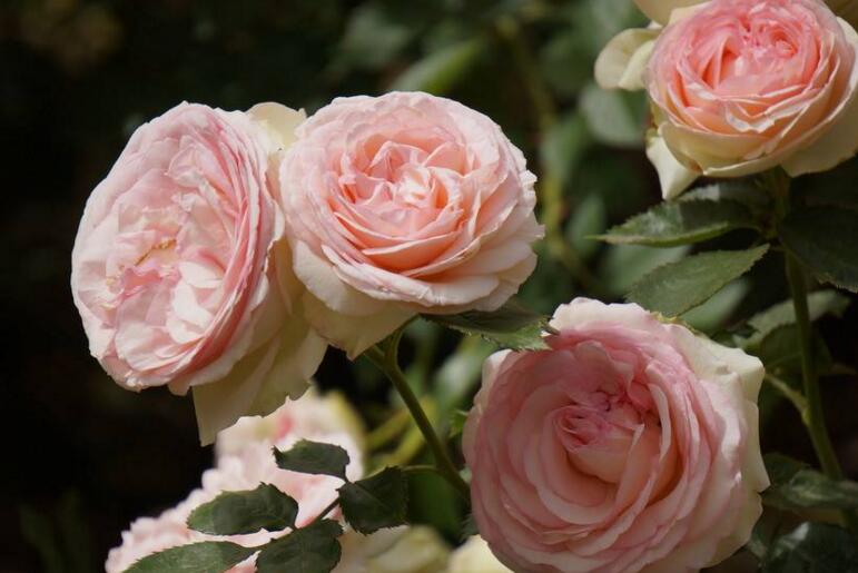 月季什么時(shí)候開花，開花時(shí)要注意四個要點(diǎn)