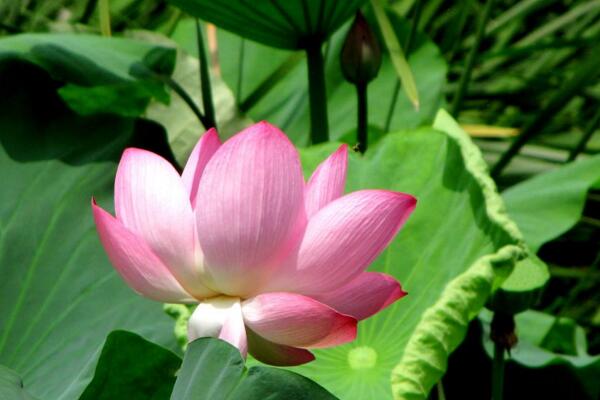 如何養(yǎng)荷花，荷花養(yǎng)殖5大要點