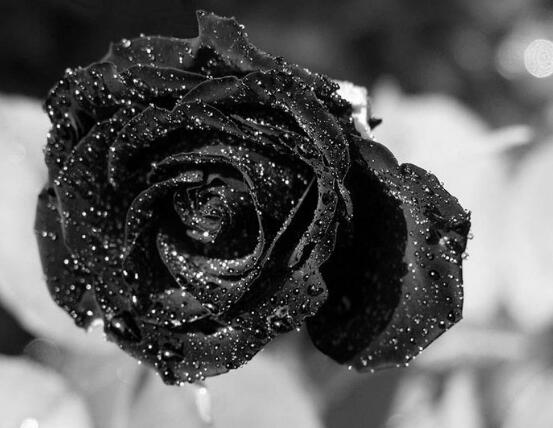 玫瑰花品種大全，細(xì)數(shù)玫瑰花八大品種