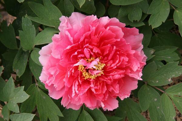 家養(yǎng)牡丹花種植方法，最基本的五大技巧缺一不可