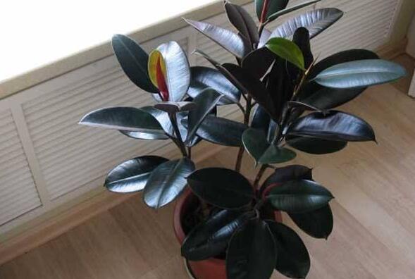 橡皮樹(shù)落葉子怎么回事，中自然原因和病害5種原因造成的