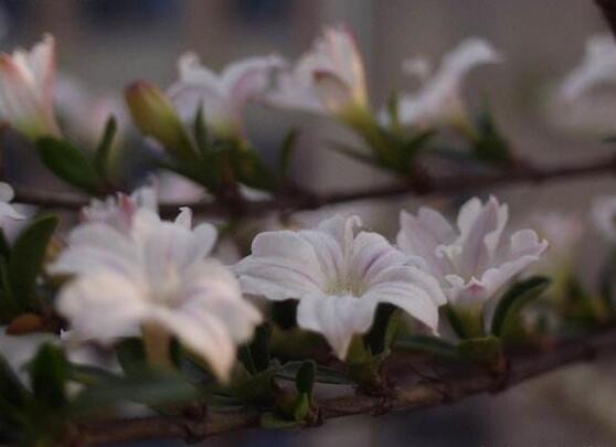 六月雪花語(yǔ)是什么，六月雪花語(yǔ)代表著思念、清純、夢(mèng)境、真心喜歡