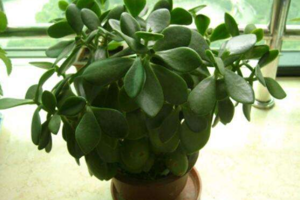 燕子掌葉片可以扦插嗎，4步即可完成燕子掌葉插