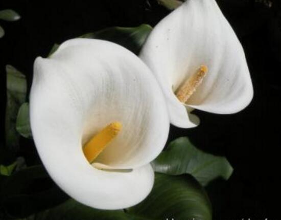 馬蹄蓮什么時(shí)候開花，馬蹄蓮不開花的原因