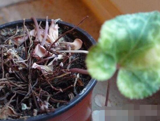 仙客來的球莖怎么保存，最重要就是注意溫度變化(降溫處理)