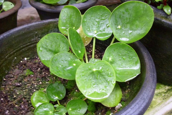 鏡面草能長多大，能長到35cm左右