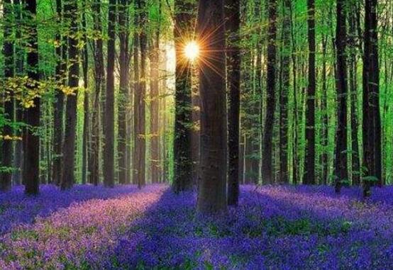 風信子怎么澆水，做到見干見濕的原則