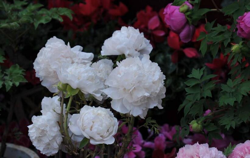 牡丹花語大全，各種顏色牡丹花語大全介紹