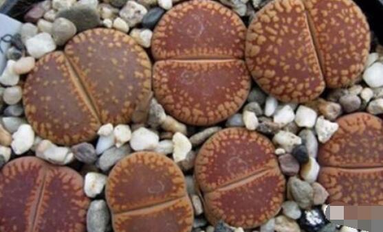 生石花有多少品種，欣賞最好看的六大品種