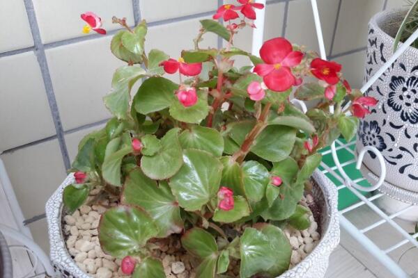 四季海棠花養(yǎng)殖方法，掌握以下5點(diǎn)就可以使其爆盆